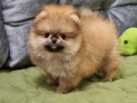 Pomeranian yavrularımız sizlerle