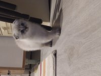 52 günlük dişi scottish fold