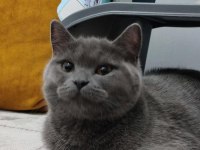 Sahiplendirme british shorthair