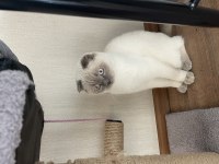 Scottish fold blue point
