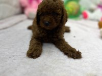 Yavru poodle