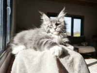 Karakteri cüssesi ve dolu şeceresi ile Nocturne Maine Coon