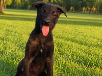 Şecereli Belçika Malinois Yavruları