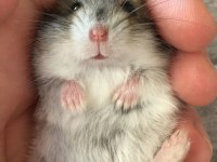Hamster Yerinde Ve Heryere Gönderim