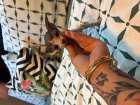 CANADİAN SPHYNX YAVRULARI