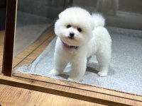 Sağlık Ve Irk Garantili Pomeranian Köpeği