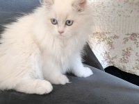 British Longhair Miniklerim