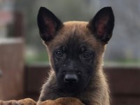 Sağlıklı Malinois Yavrular