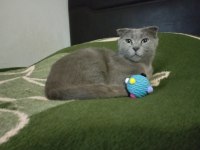 Scottish fold sahiplendirme