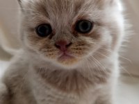 British shorthair scottish fold yavrular sahiplendirme