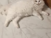 Şecereli Erkek Ragdoll Kedisi