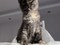 Maine coon dişi tortie pet şecereli