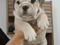 %100 IRK GARANTİLİ İNGİLİZ BULLDOG YAVRULAR