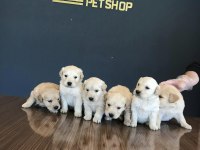 BABY FACE GOLDEN RETRIEWER YAVRULARI SAFKAN BELGELİ ANKARA