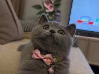 4 aylık dişi çok cana yakın oyuncu scottish fold