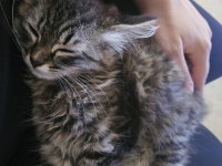 KEDİMİZE ÖMÜRLÜK YUVA ARANIYOR