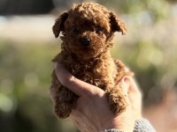 AŞILI ÇİŞ EĞİTİMLİ TEACUP TOY POODLE 