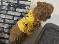 Erkek yavru poodle hemen teslim