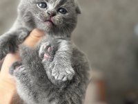 Scottish Fold Yavru