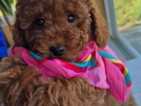 BABYFACE RED BROWN DİŞİ POODLE YAVRUM