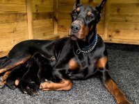 Elit king doberman yavruları
