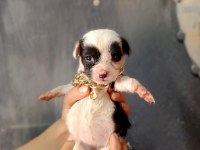 Terrier yavrular