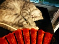 Bir yaşında eğitimli scottish fold