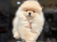 Ukrayna doğumlu pomeranian yavrular