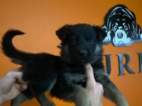 Ruhsatlı çiftlikten A kalite alman çoban köpeği