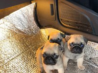 Pug mops bebek