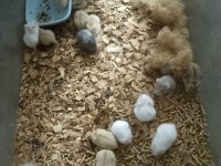 Toptan 80 adet gonzales hamster