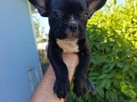 3 Aylık french bulldog yavrularımız