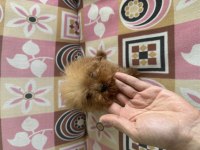 Sıfır boy toy poodle