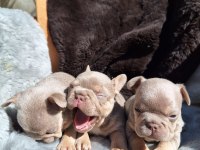 NEW SHADE İSABELLA ERKEK FRENCH BULLDOG YAVRULAR