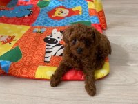 Toy poodle kore orjinal ev ortamında
