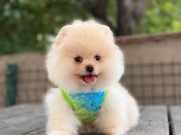 Minigim çok seker pomeranian boo