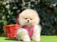 Safkan Pomeranian Boo Yavrularımız
