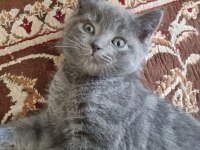 British shorthair