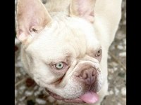 Aslan parçası kimbo fluffy L4 carrier