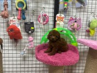 Poodle yavrumuz için iletişime geçebilirsiniz