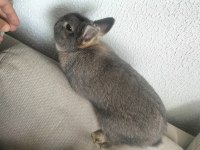 İki erkek lop ve dwarf tavşanımız