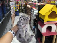 A kalite british scottish fold yavrularımız