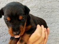 A SCR A KLASS DOBERMAN