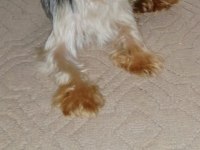 Çok sevecen orijinal terrier yorkshire esenler