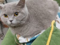 Cins scottish fold yavru