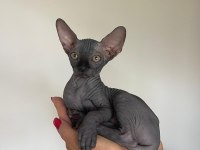 Sphynx Kitten | Russian Bloodline