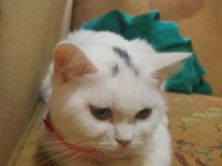 Yetişkin dişi kedim