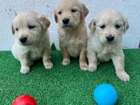 GÜZELLİK TAŞI GOLDEN BEBEKLER