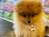 Pomeranian 4 aylık erkek yavru