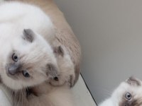 Şirin scottish fold yavrularımıza güzel aileler arıyoruz